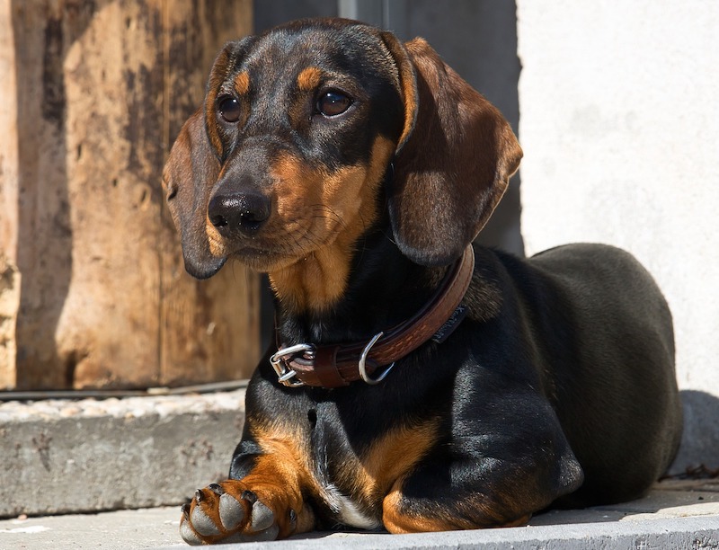 Dachshund black and tan lying down alert